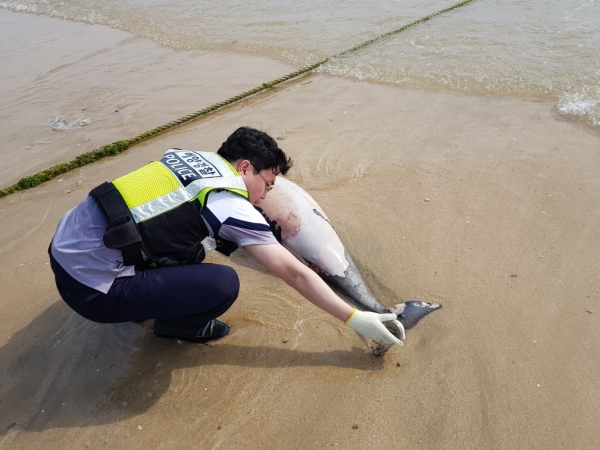 멸종위기 상괭이 사체 발견-보령해양경찰서