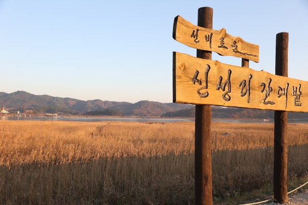서천군, 연말연시 코로나 방역대책에 따른 주요 관광지 폐쇄 (신성리갈대밭 모습)