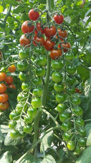 충남육성 토마토, ‘티와이프리마’ 통상실시 계약