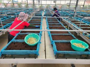 서천군농업기술센터, 시설재배 봄 감자 적기정식 당부