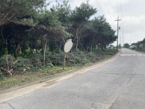 홍북읍, 주민 안전을 위해 수년간 방치된 위험 수목 해결